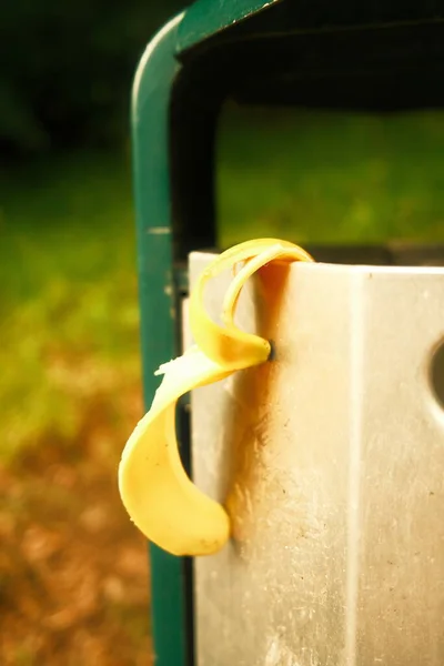 Cáscara Plátano Amarillo Colgando Papelera —  Fotos de Stock