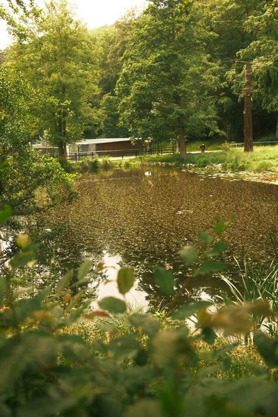 Schöne Aussicht Auf Den Park Mit Teich Hintergrund Natur — Stockfoto