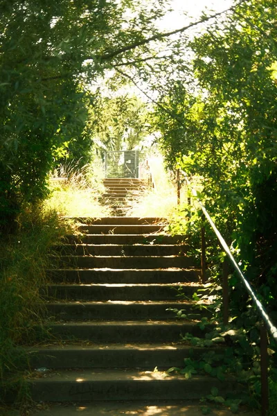 Treppen Führen Einen Park Mit Bäumen — Stockfoto