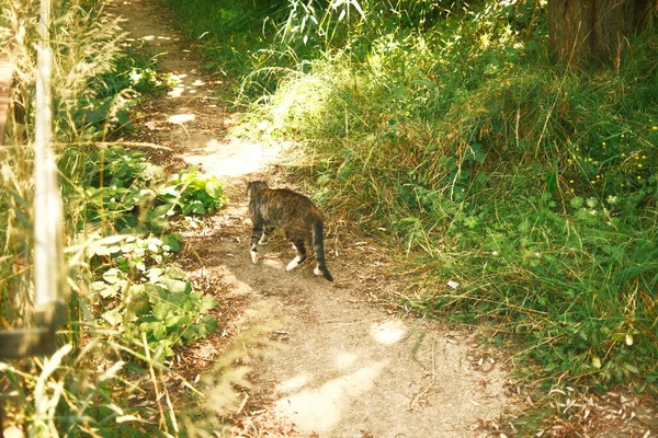 tabby cat walking in garden in sunny day