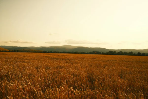 Пшеничное Поле Закате Красивый Сельский Пейзаж — стоковое фото