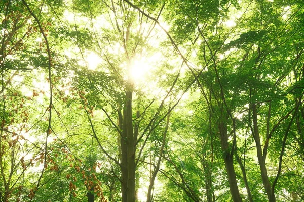 beautiful view of green trees. nature background