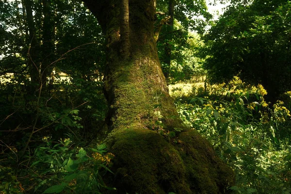 Stromy Lese Přírodní Flóra Příroda — Stock fotografie