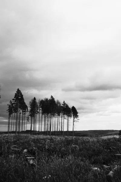 Kırsal Yol Boyunca Büyüyen Uzun Çam Ağaçları — Stok fotoğraf