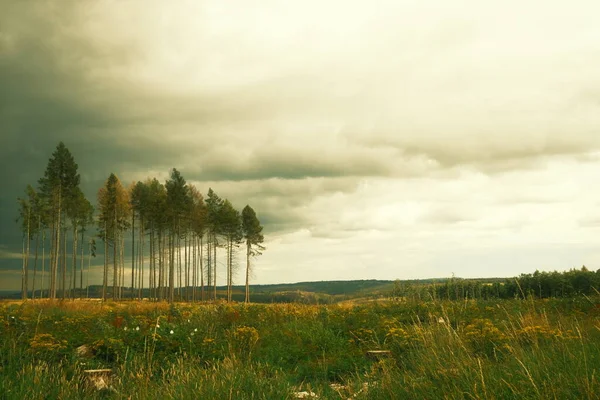 Vackert Landskap Med Träd Och Mulen Himmel — Stockfoto