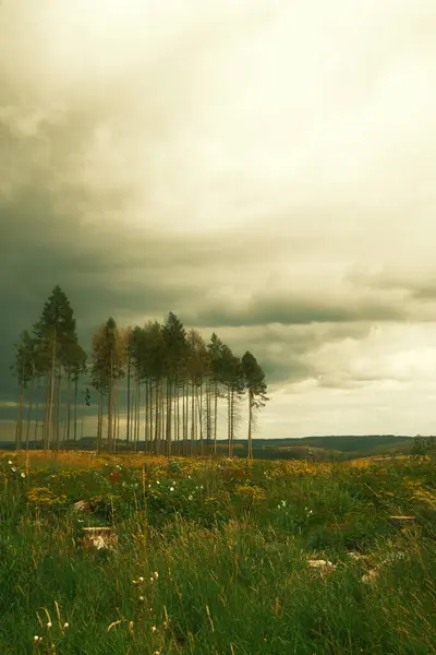 Hoge Dennenbomen Die Langs Landelijke Weg Groeien — Stockfoto