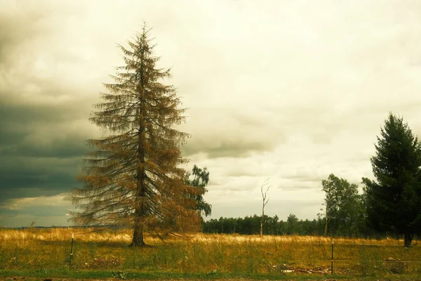 lonely tree with a yellow autumn background.