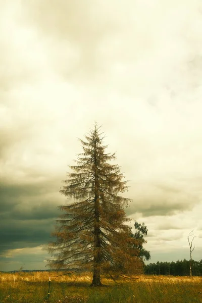 Krásná Jedle Louce Příroda Pozadí — Stock fotografie