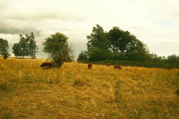 Manada Vacas Pastando Pastagens Verão — Fotografia de Stock