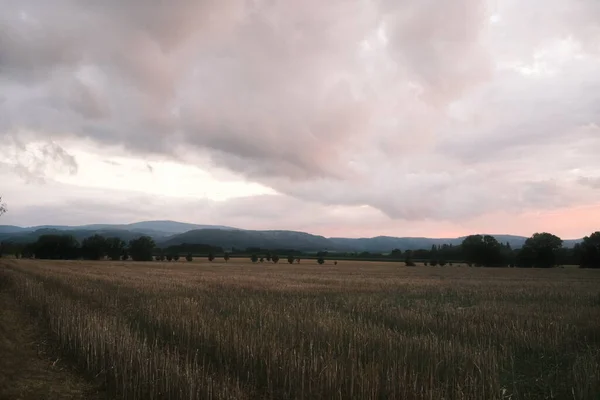 Поле Пшениці Сільській Місцевості Під Час Заходу Сонця — стокове фото