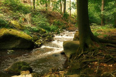 Nehir ve ormandaki küçük şelale ile güzel bir manzara