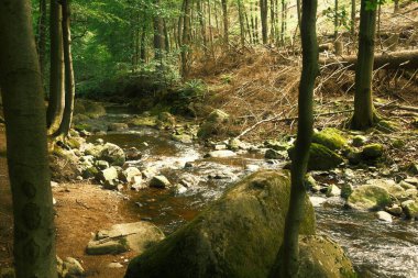 Orman nehri güzel bir doğal ormanda.