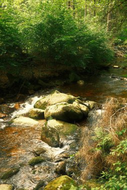 Doğa manzarası çok güzel. Dağ ormanında hızlı nehir