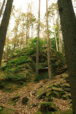 Eski bir ormanın güzel bir görüntüsü, doğa geçmişi.