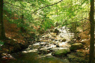 Ormandaki nehrin güzel manzarası