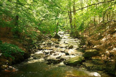 Ormandaki güzel nehir, doğa geçmişi.