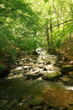 Ormandaki güzel nehir, doğa geçmişi.