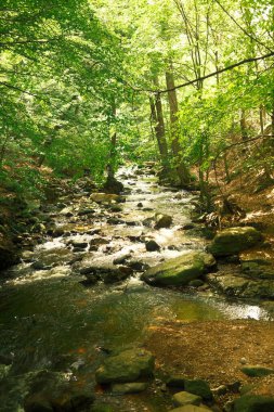 Ormandaki güzel nehir, doğa geçmişi.