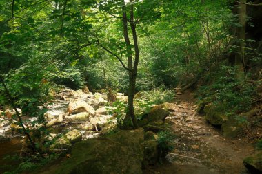Ormandaki küçük nehir, doğa geçmişi.