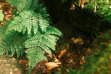 Ormanda, doğada ve manzarada eğreltiotu yaprakları