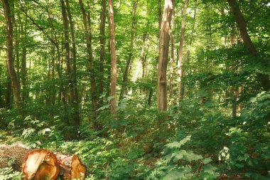 Ormanda yeşil ağaçlar. Doğa arkaplanı
