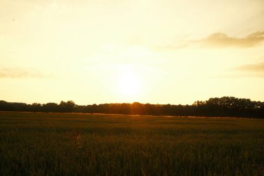 Çimlerle, güneşle, manzarayla dolu güzel bir gün batımı.