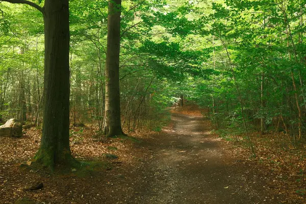 Forêt Verte Route Arrière Plan Nature — Photo