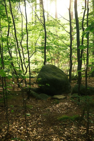 山の森と石 自然の背景 — ストック写真
