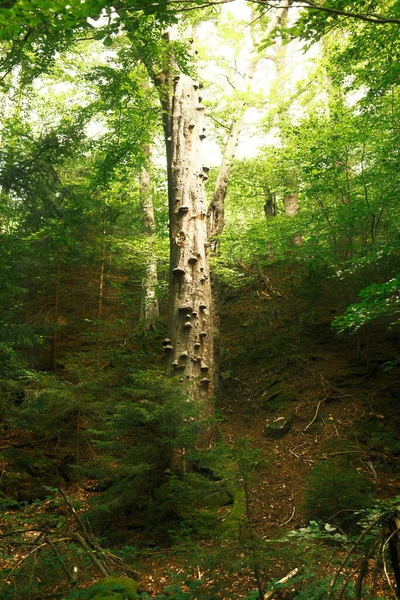 Zelený Les Ráno Přírodní Zázemí — Stock fotografie