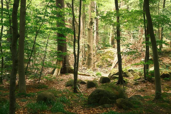 Zielony Las Drzewami Tło Natury — Zdjęcie stockowe