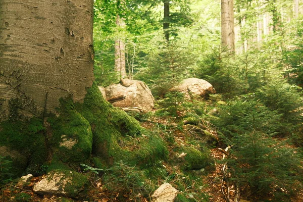 Зелені Дерева Посеред Лісу Фон Природи — стокове фото