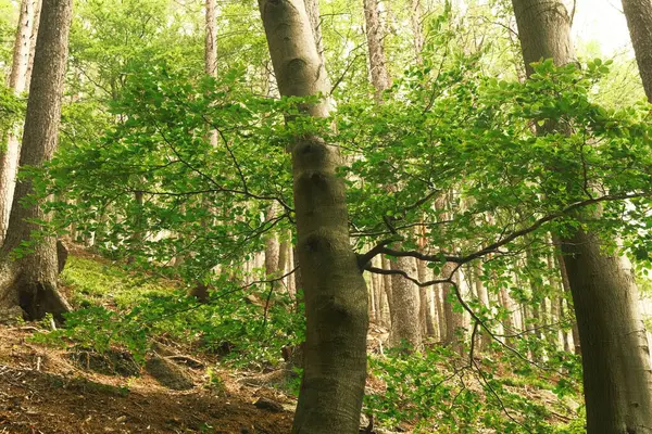 Деревья Осеннем Лесу Природа Окружающая Среда — стоковое фото