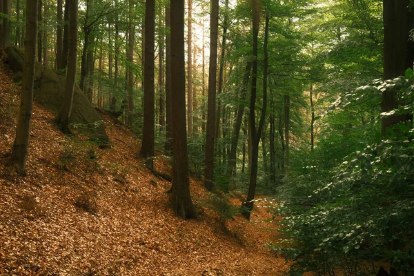 Piękny Jesienny Las Tło Natury — Zdjęcie stockowe