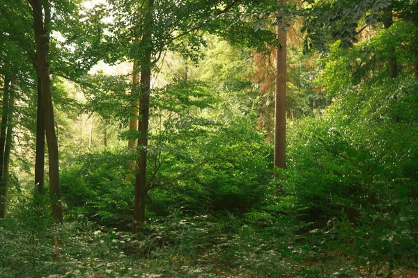 Groen Bos Ochtend Natuur Achtergrond — Stockfoto