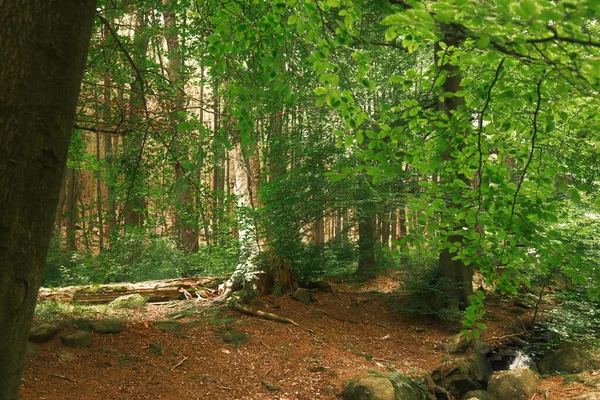 Forêt Verte Avec Arbres Arrière Plan Nature — Photo