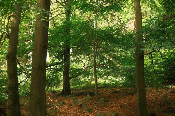 Grön Skog Morgonen Natur Bakgrund — Stockfoto