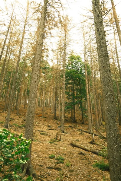 日中の木や森 自然の背景 — ストック写真