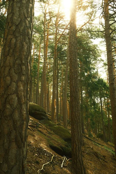 Pins Dans Forêt Arrière Plan Nature — Photo