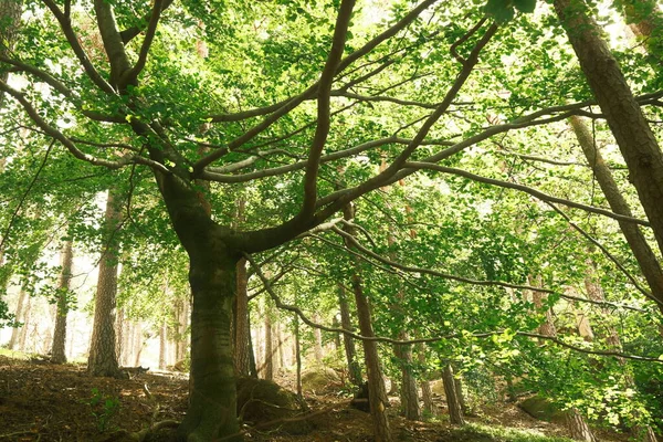 Árbol Verde Bosque Fondo Naturaleza — Foto de Stock