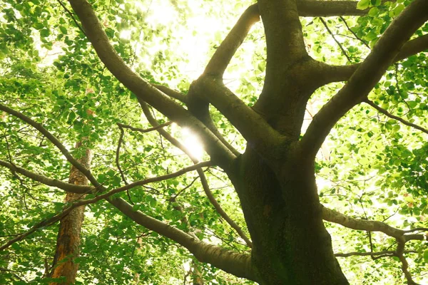 Дерево Зеленим Листям Лісі Фон Природи — стокове фото