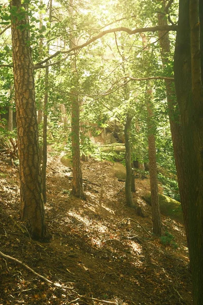 Hermoso Paisaje Con Árboles Bosque —  Fotos de Stock
