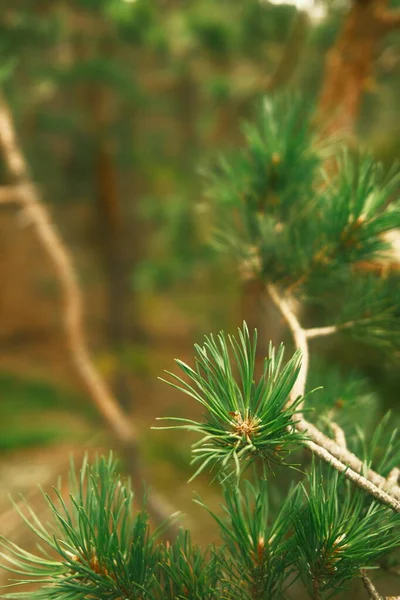 Green Fir Tree Branch Forest — Stock Photo, Image