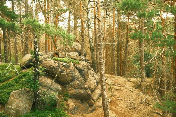 Ormanlı Güzel Manzara Kayalık Dağlar — Stok fotoğraf