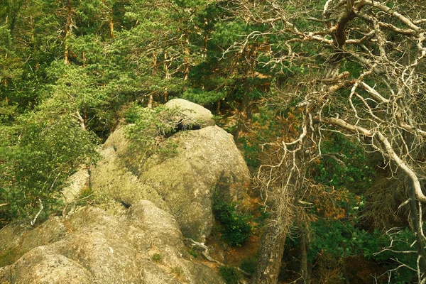 Arka Planda Ağaçlar Olan Kayalık Bir Dağın Dikey Görüntüsü — Stok fotoğraf
