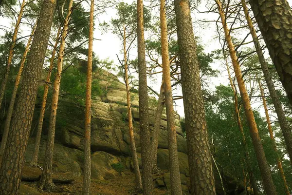 山の中の松林 自然の背景 — ストック写真
