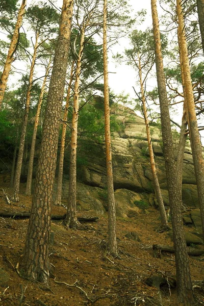 山林の美しい景色 自然の背景 — ストック写真