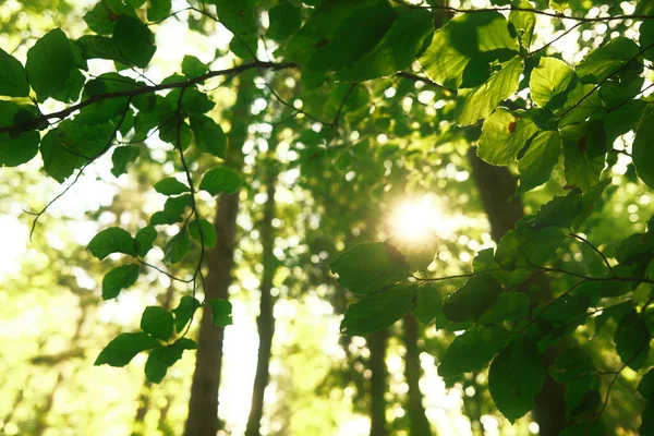 Зелене Листя Лісі Фон Природи — стокове фото