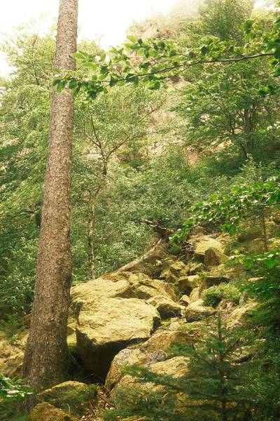 木々や山に囲まれた美しい風景 — ストック写真