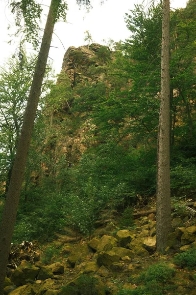 緑の森の美しい景色 自然の背景 — ストック写真