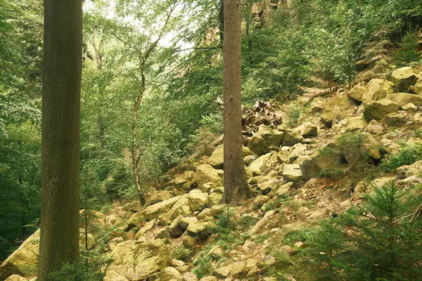 Güzel Dağ Ormanı Doğa Arka Planı — Stok fotoğraf